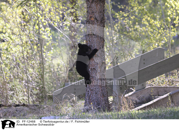 Amerikanischer Schwarzbr / American black bear / FF-12468