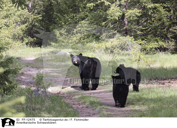 Amerikanische Schwarzbren / American black bears / FF-12475
