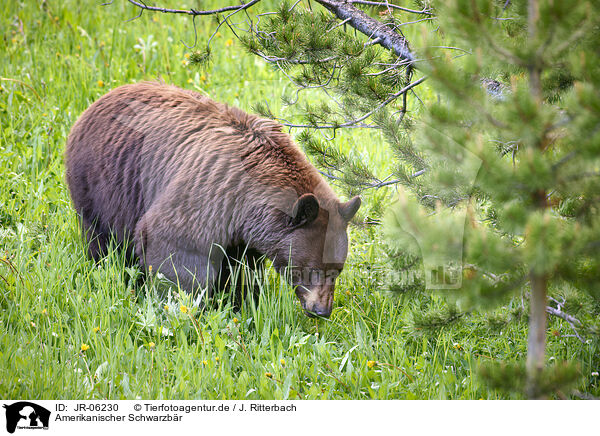 Amerikanischer Schwarzbr / American black bear / JR-06230