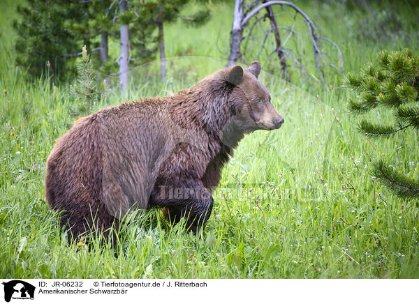 Amerikanischer Schwarzbr / American black bear / JR-06232