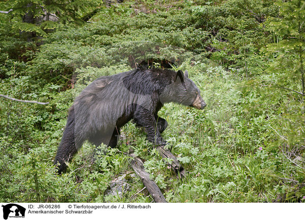 Amerikanischer Schwarzbr / American black bear / JR-06286