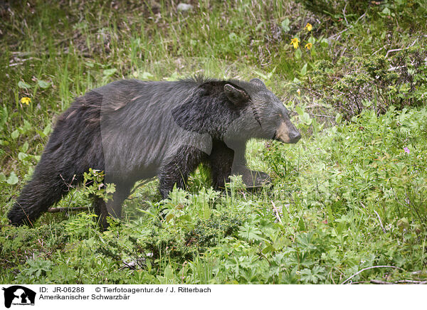 Amerikanischer Schwarzbr / American black bear / JR-06288