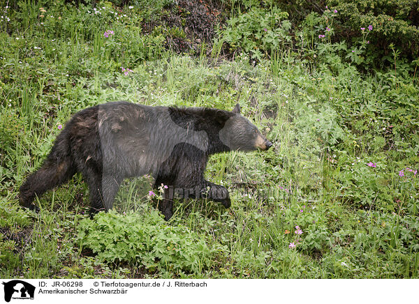 Amerikanischer Schwarzbr / American black bear / JR-06298