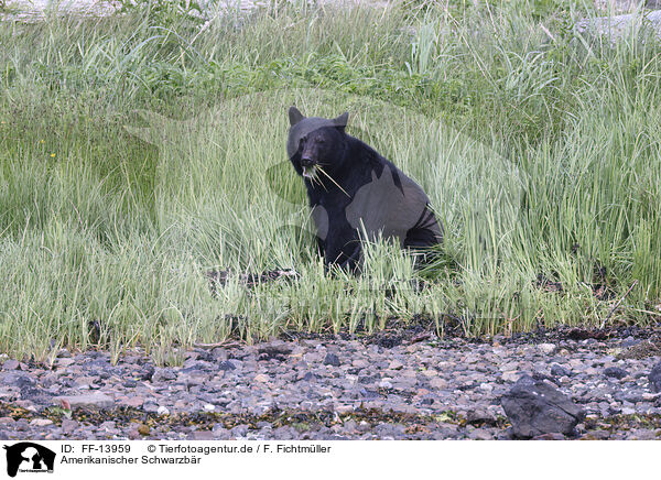 Amerikanischer Schwarzbr / American black bear / FF-13959