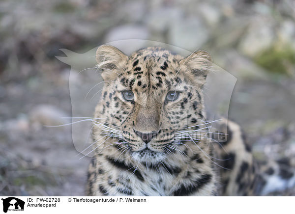 Amurleopard / PW-02728