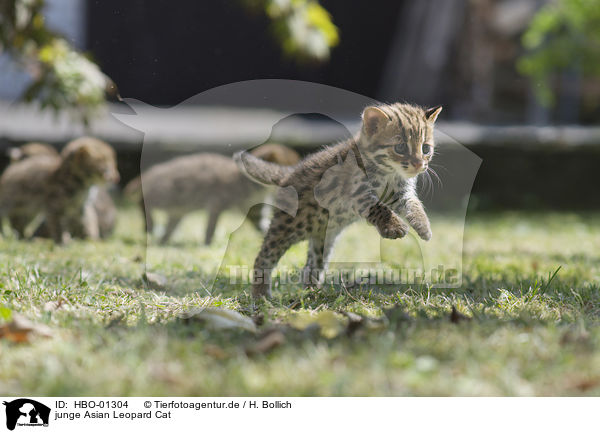 junge Asian Leopard Cat / HBO-01304