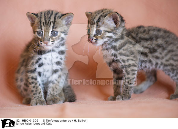 junge Asian Leopard Cats / young Asian Leopard Cats / HBO-01305