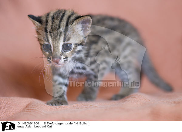 junge Asian Leopard Cat / HBO-01306