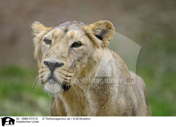 Asiatischer Lwe / Asiatic lion / DMS-07015
