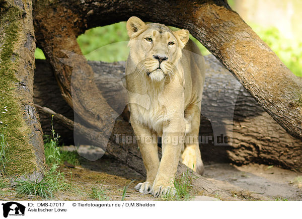 Asiatischer Lwe / Asiatic lion / DMS-07017
