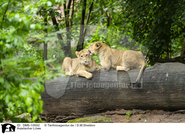 Asiatischer Lwe / Asiatic lion / DMS-10692