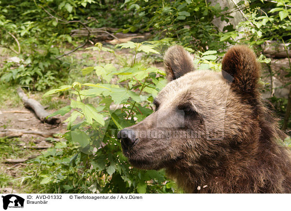 Braunbr / brown bear / AVD-01332