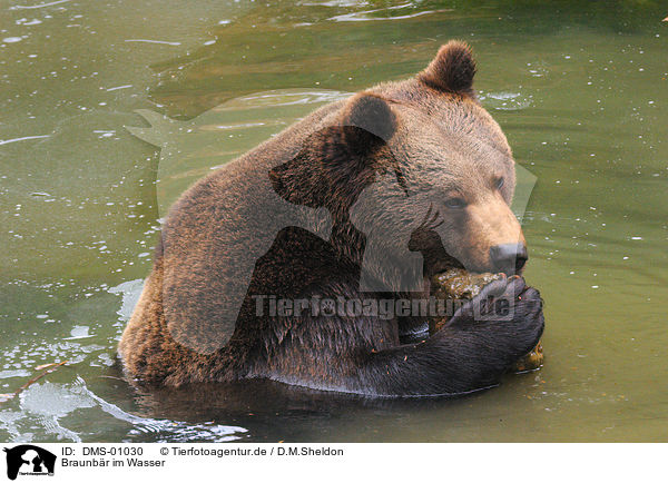 Braunbr im Wasser / brown bear in water / DMS-01030