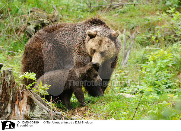 Braunbren / brown bears / DMS-05489