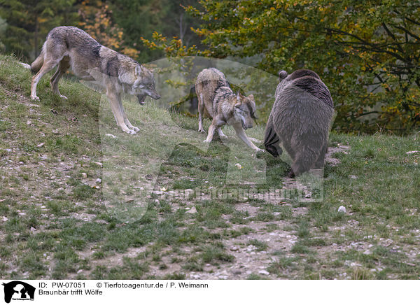 Braunbr trifft Wlfe / Brown bear meets wolves / PW-07051