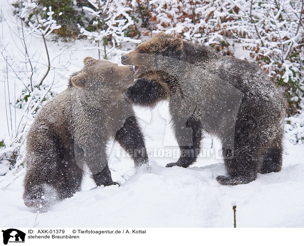 stehende Braunbren / standing Brown Bears / AXK-01379