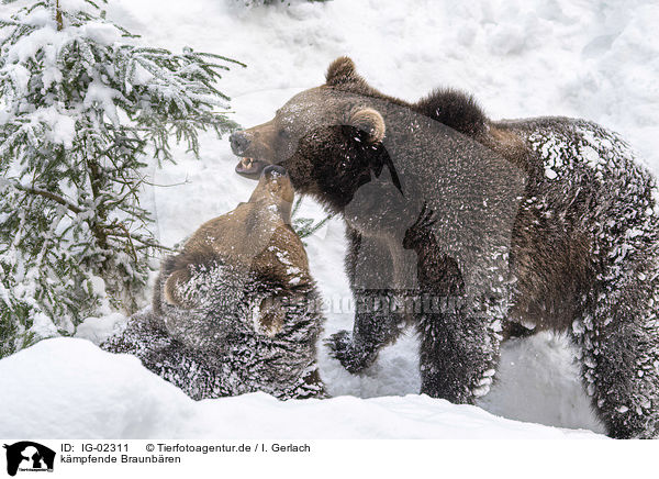 kmpfende Braunbren / fighting Brown Bears / IG-02311