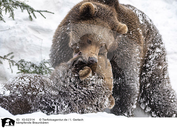 kmpfende Braunbren / fighting Brown Bears / IG-02314