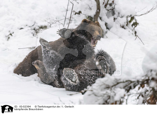 kmpfende Braunbren / fighting Brown Bears / IG-02394