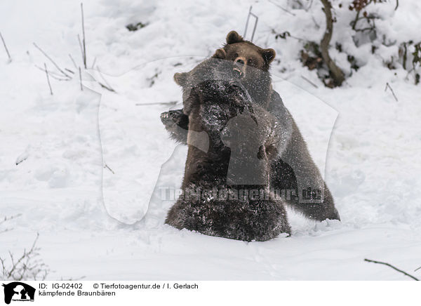 kmpfende Braunbren / fighting Brown Bears / IG-02402