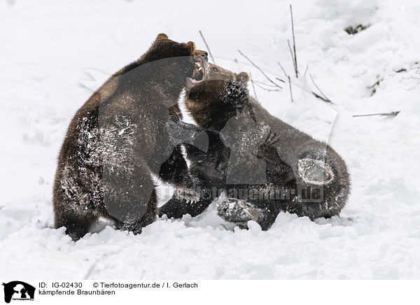 kmpfende Braunbren / fighting Brown Bears / IG-02430