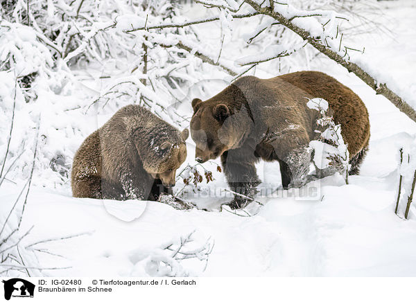 Braunbren im Schnee / Brown Bears in the snow / IG-02480
