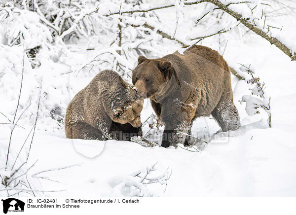Braunbren im Schnee / Brown Bears in the snow / IG-02481