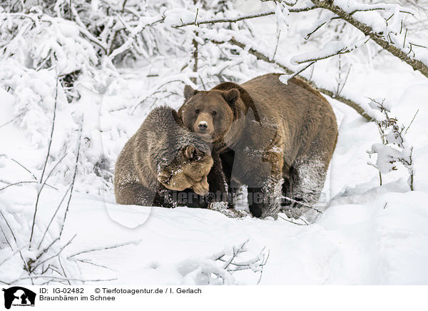Braunbren im Schnee / Brown Bears in the snow / IG-02482