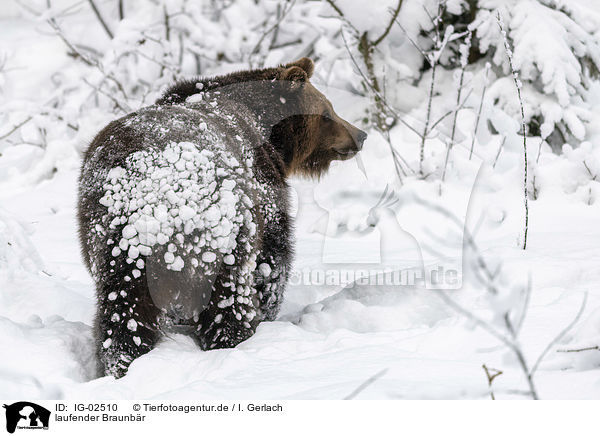 laufender Braunbr / walking  Brown Bear / IG-02510