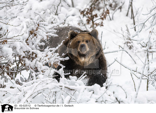 Braunbr im Schnee / Brown Bear in the snow / IG-02512