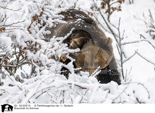 Braunbr im Schnee / Brown Bear in the snow / IG-02513