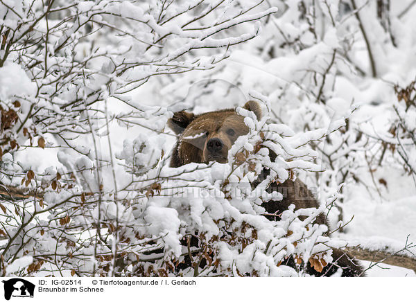 Braunbr im Schnee / Brown Bear in the snow / IG-02514
