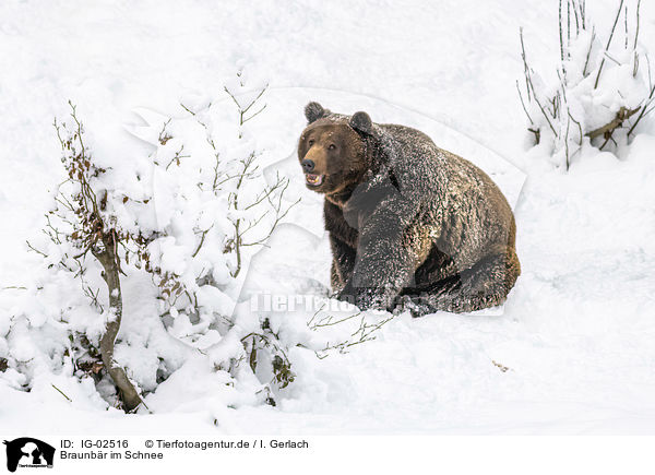 Braunbr im Schnee / Brown Bear in the snow / IG-02516