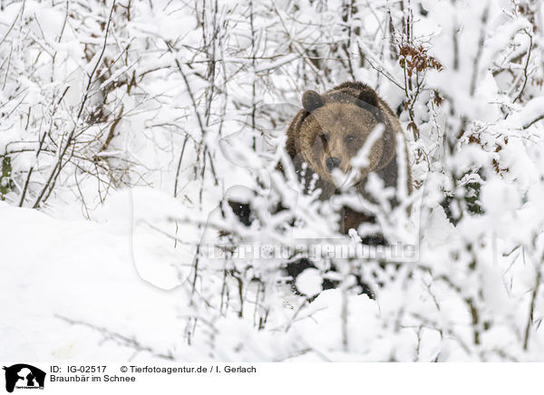 Braunbr im Schnee / Brown Bear in the snow / IG-02517