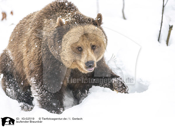 laufender Braunbr / walking  Brown Bear / IG-02519