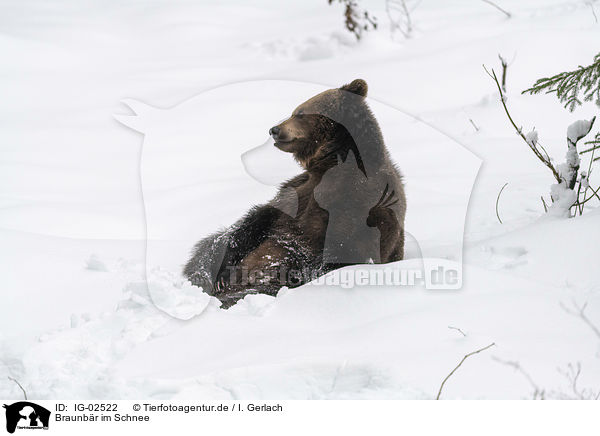 Braunbr im Schnee / Brown Bear in the snow / IG-02522