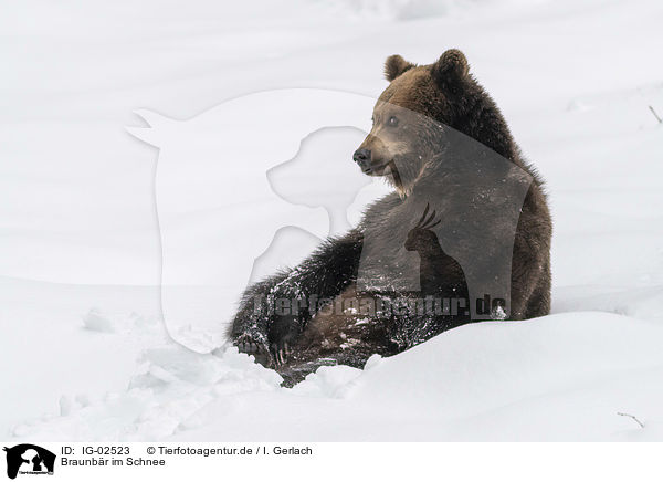 Braunbr im Schnee / Brown Bear in the snow / IG-02523