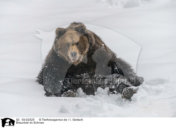 Braunbr im Schnee / Brown Bear in the snow / IG-02525