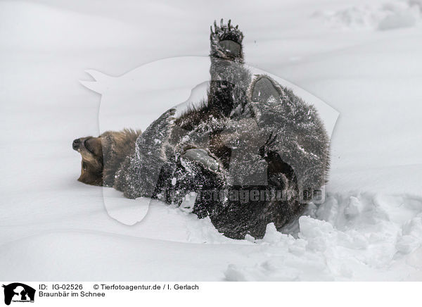 Braunbr im Schnee / Brown Bear in the snow / IG-02526