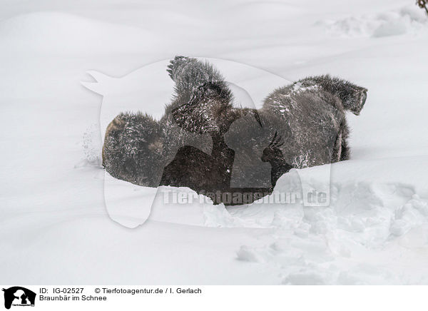 Braunbr im Schnee / Brown Bear in the snow / IG-02527