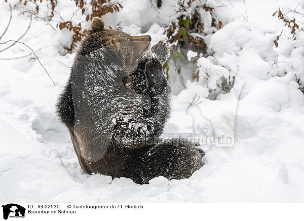 Braunbr im Schnee / Brown Bear in the snow / IG-02530