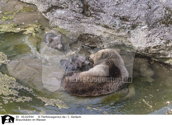 Braunbren im Wasser / Brown Bears in the water / IG-02544