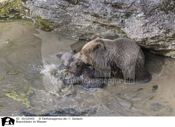 Braunbren im Wasser / Brown Bears in the water / IG-02545