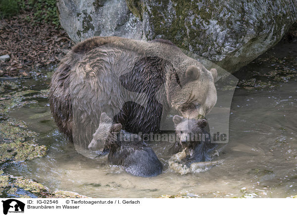 Braunbren im Wasser / Brown Bears in the water / IG-02546