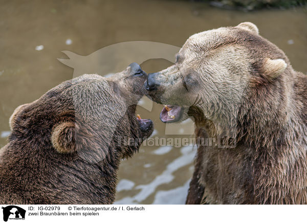 zwei Braunbren beim spielen / two brown bears are playing / IG-02979