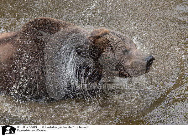 Braunbr im Wasser / brown bear in the water / IG-02983