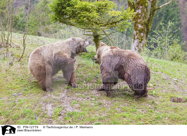 zwei Braunbren / two brown bears / PW-12779