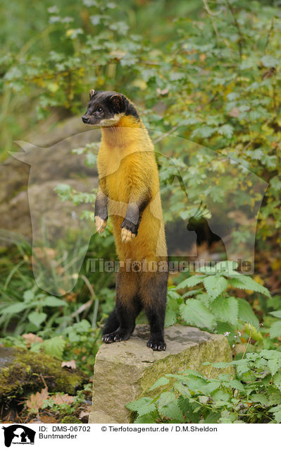 Buntmarder / yellow-throated marten / DMS-06702