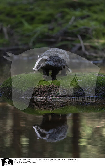 Dachs am Wasser / Badger at the water / PW-02994