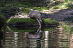 Dachs am Wasser